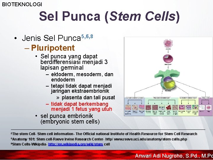 BIOTEKNOLOGI Sel Punca (Stem Cells) • Jenis Sel Punca 5, 6, 8 – Pluripotent