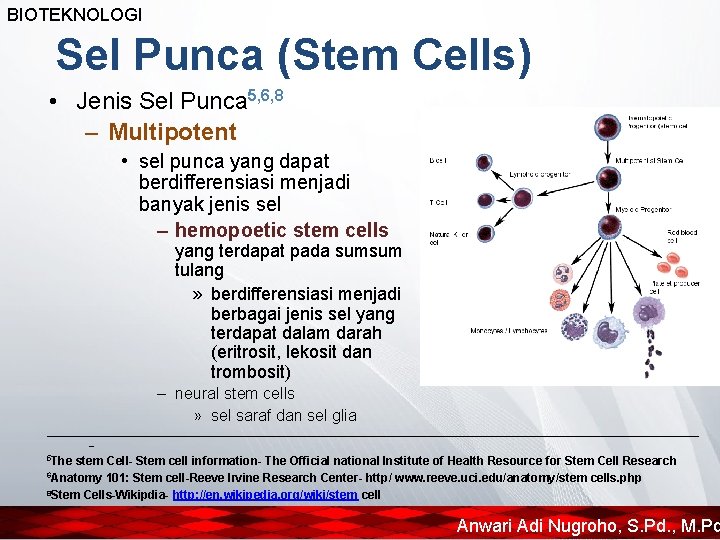 BIOTEKNOLOGI Sel Punca (Stem Cells) • Jenis Sel Punca 5, 6, 8 – Multipotent