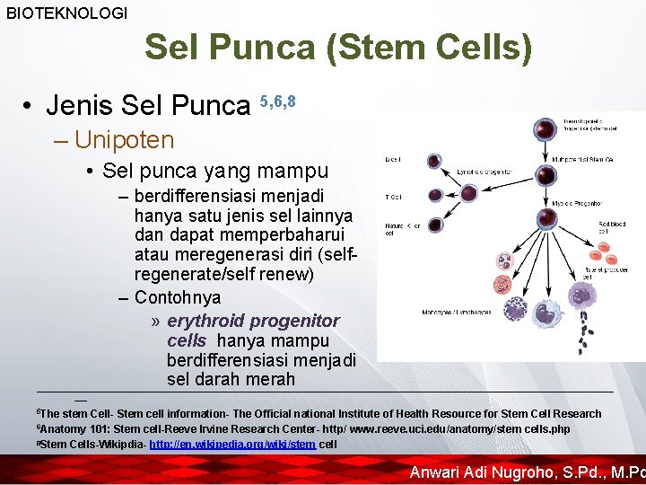 BIOTEKNOLOGI Sel Punca (Stem Cells) • Jenis Sel Punca 5, 6, 8 – Unipoten