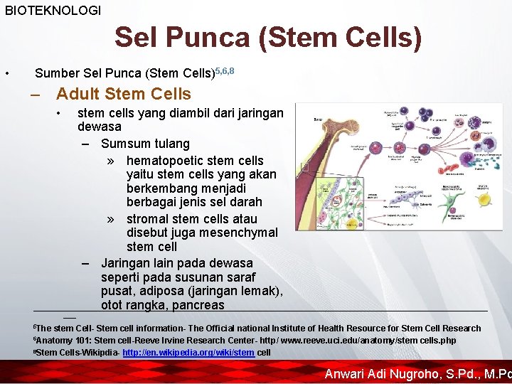 BIOTEKNOLOGI Sel Punca (Stem Cells) • Sumber Sel Punca (Stem Cells)5, 6, 8 –