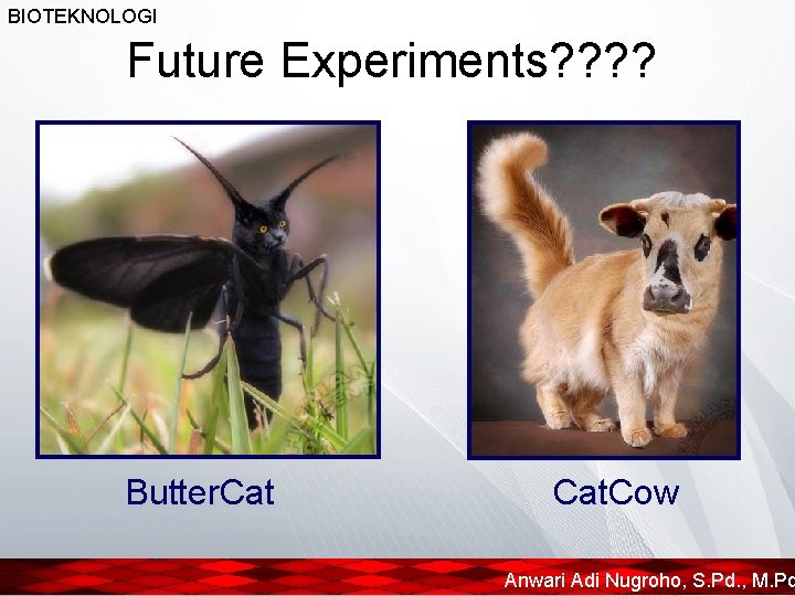 BIOTEKNOLOGI Future Experiments? ? Butter. Cat. Cow Anwari Adi Nugroho, S. Pd. , M.