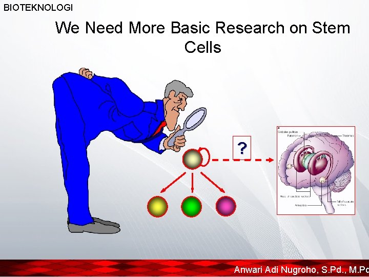 BIOTEKNOLOGI We Need More Basic Research on Stem Cells ? Anwari Adi Nugroho, S.