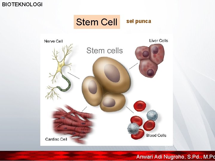 BIOTEKNOLOGI Stem Cell sel punca Anwari Adi Nugroho, S. Pd. , M. Pd 