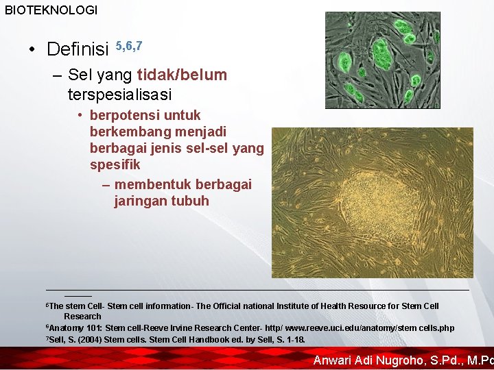 BIOTEKNOLOGI • Definisi 5, 6, 7 – Sel yang tidak/belum terspesialisasi • berpotensi untuk