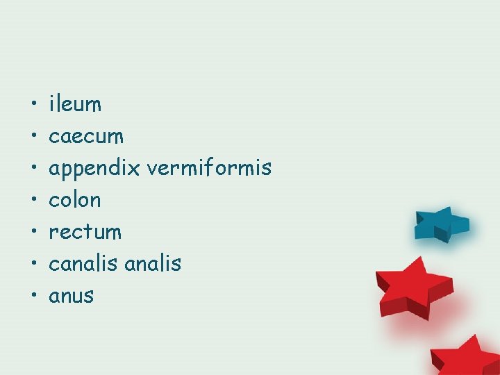  • • ileum caecum appendix vermiformis colon rectum canalis anus 