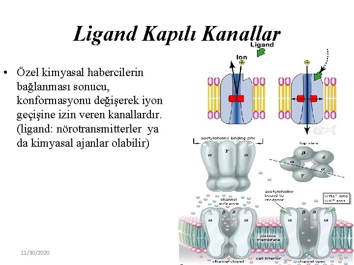 Ligand Kapılı Kanallar • Özel kimyasal habercilerin bağlanması sonucu, konformasyonu değişerek iyon geçişine izin