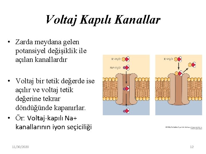Voltaj Kapılı Kanallar • Zarda meydana gelen potansiyel değişiklik ile açılan kanallardır • Voltaj
