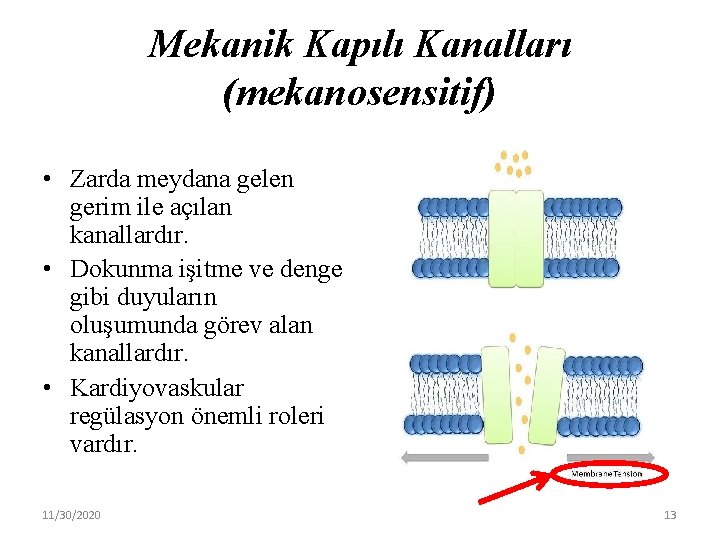 Mekanik Kapılı Kanalları (mekanosensitif) • Zarda meydana gelen gerim ile açılan kanallardır. • Dokunma