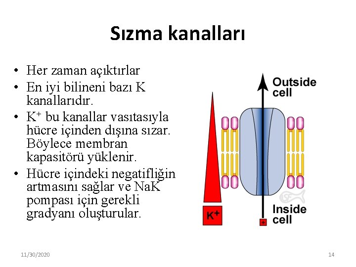 Sızma kanalları • Her zaman açıktırlar • En iyi bilineni bazı K kanallarıdır. •