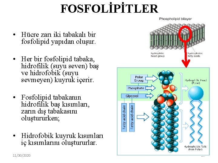FOSFOLİPİTLER • Hücre zarı iki tabakalı bir fosfolipid yapıdan oluşur. • Her bir fosfolipid