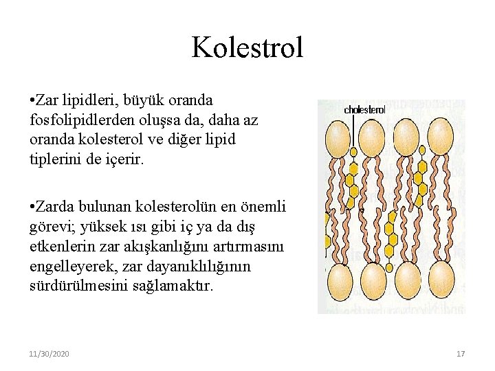 Kolestrol • Zar lipidleri, büyük oranda fosfolipidlerden oluşsa da, daha az oranda kolesterol ve