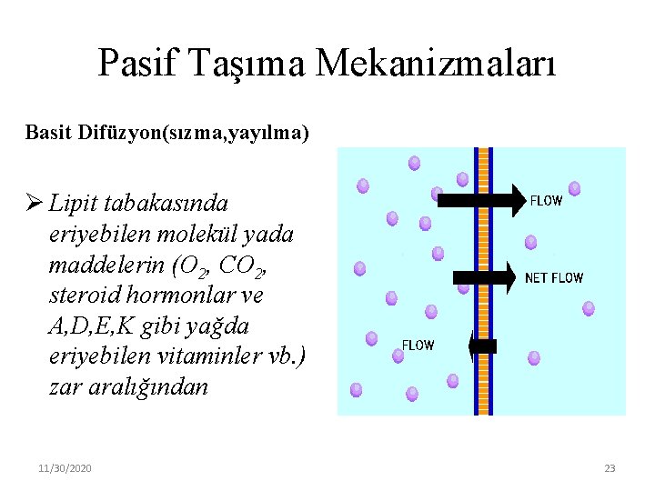 Pasif Taşıma Mekanizmaları Basit Difüzyon(sızma, yayılma) Ø Lipit tabakasında eriyebilen molekül yada maddelerin (O