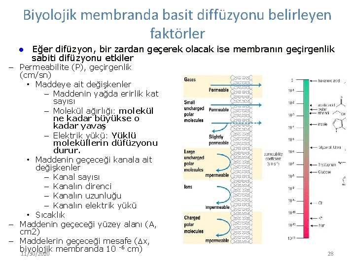 Biyolojik membranda basit diffüzyonu belirleyen faktörler l Eğer difüzyon, bir zardan geçerek olacak ise
