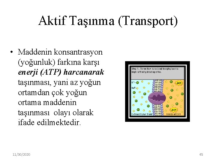 Aktif Taşınma (Transport) • Maddenin konsantrasyon (yoğunluk) farkına karşı enerji (ATP) harcanarak taşınması, yani