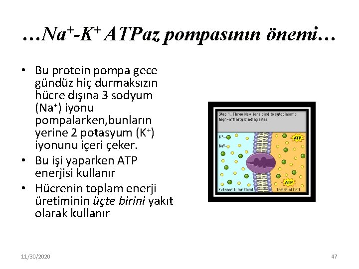 …Na+-K+ ATPaz pompasının önemi… • Bu protein pompa gece gündüz hiç durmaksızın hücre dışına