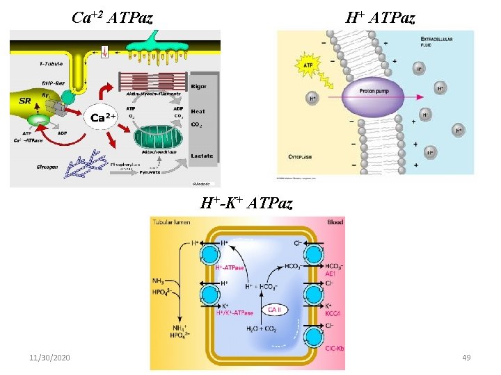 Ca+2 ATPaz H+-K+ ATPaz 11/30/2020 49 