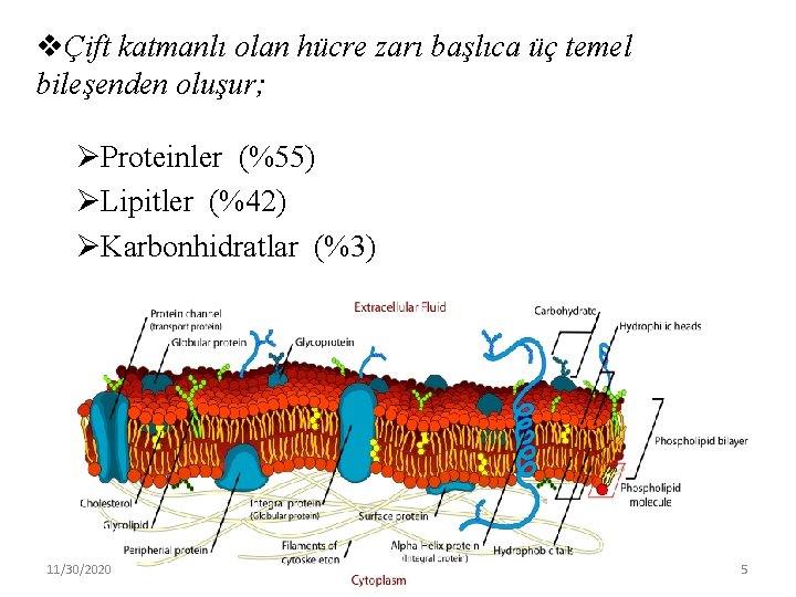 vÇift katmanlı olan hücre zarı başlıca üç temel bileşenden oluşur; ØProteinler (%55) ØLipitler (%42)