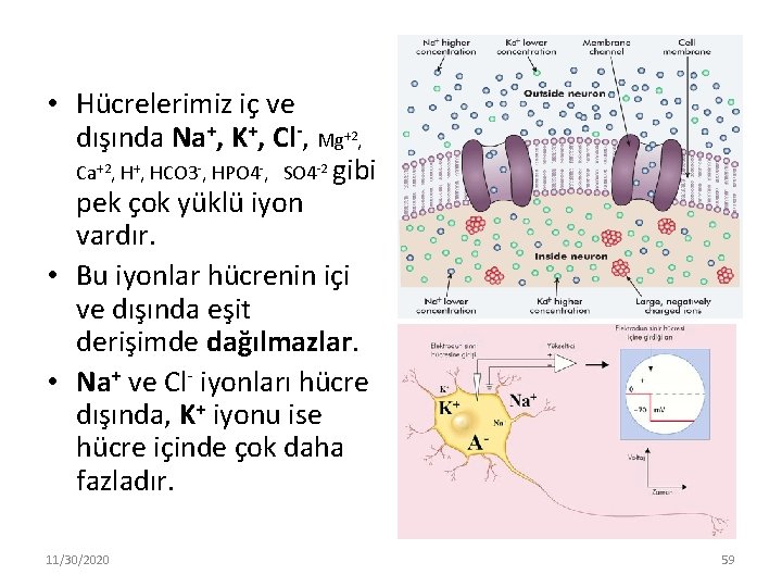  • Hücrelerimiz iç ve dışında Na+, K+, Cl-, Mg+2, Ca+2, H+, HCO 3