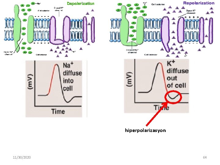 hiperpolarizasyon 11/30/2020 64 