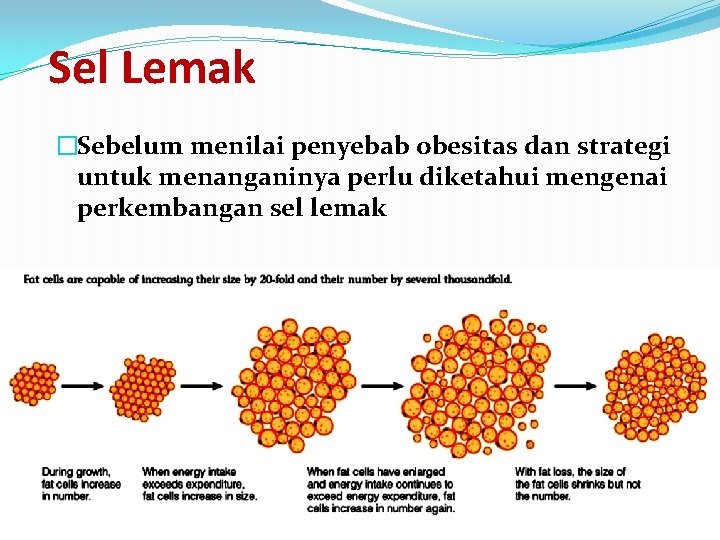 Sel Lemak �Sebelum menilai penyebab obesitas dan strategi untuk menanganinya perlu diketahui mengenai perkembangan