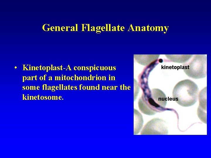 General Flagellate Anatomy • Kinetoplast-A conspicuous part of a mitochondrion in some flagellates found