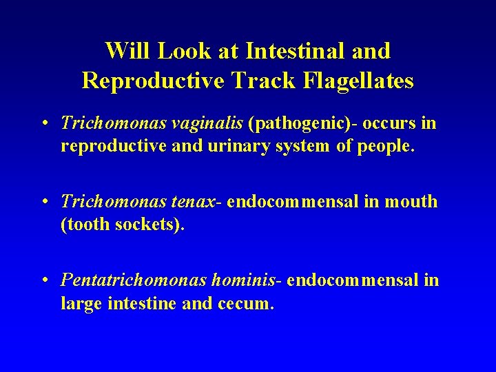 Will Look at Intestinal and Reproductive Track Flagellates • Trichomonas vaginalis (pathogenic)- occurs in