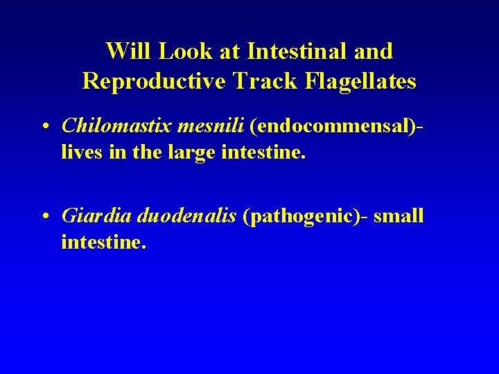 Will Look at Intestinal and Reproductive Track Flagellates • Chilomastix mesnili (endocommensal)lives in the