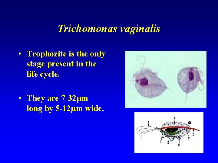 Trichomonas vaginalis • Trophozite is the only stage present in the life cycle. •