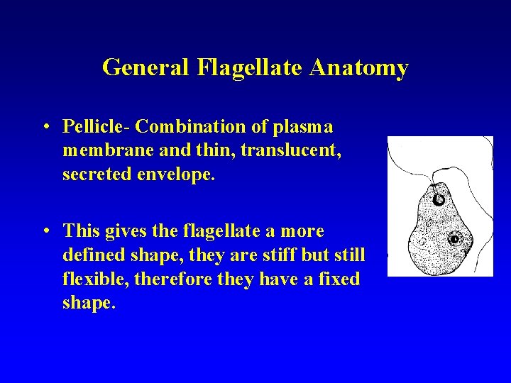 General Flagellate Anatomy • Pellicle- Combination of plasma membrane and thin, translucent, secreted envelope.