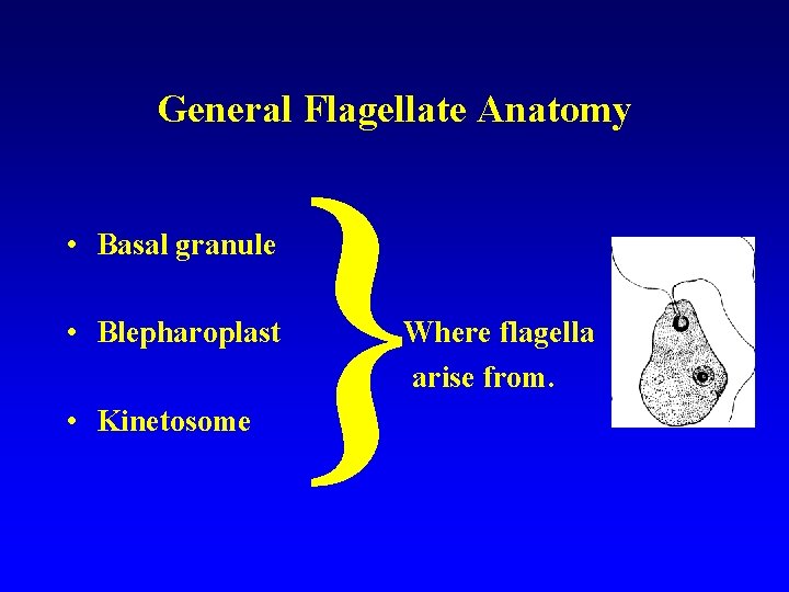 General Flagellate Anatomy • Basal granule • Blepharoplast • Kinetosome } Where flagella arise