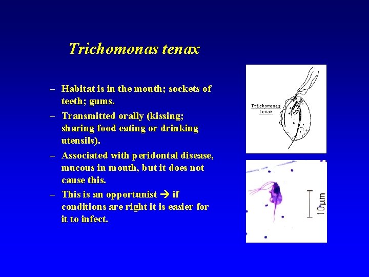 Trichomonas tenax – Habitat is in the mouth; sockets of teeth; gums. – Transmitted