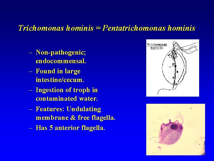 Trichomonas hominis = Pentatrichomonas hominis – Non-pathogenic; endocommensal. – Found in large intestine/cecum. –