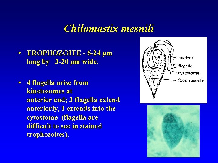 Chilomastix mesnili • TROPHOZOITE - 6 -24 µm long by 3 -20 µm wide.