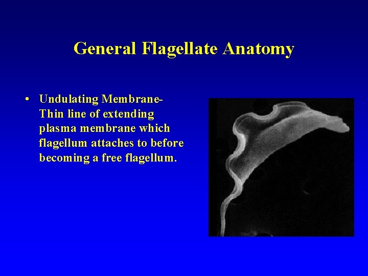 General Flagellate Anatomy • Undulating Membrane. Thin line of extending plasma membrane which flagellum