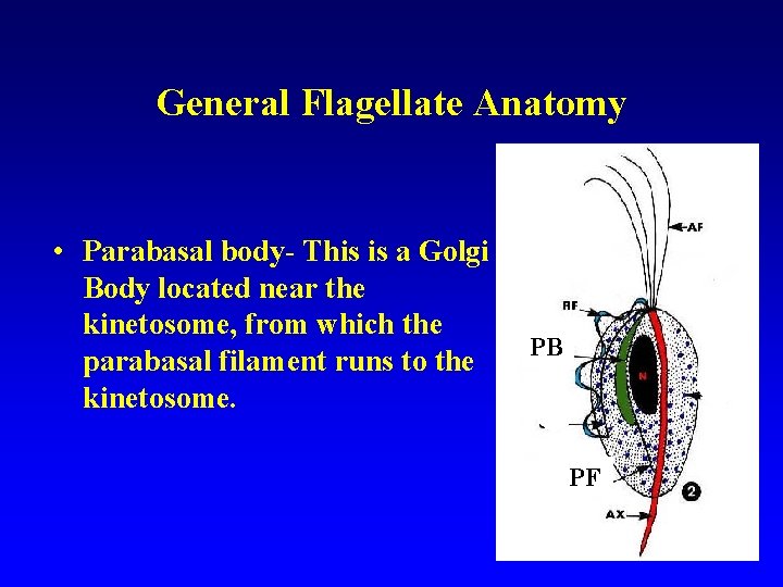 General Flagellate Anatomy • Parabasal body- This is a Golgi Body located near the