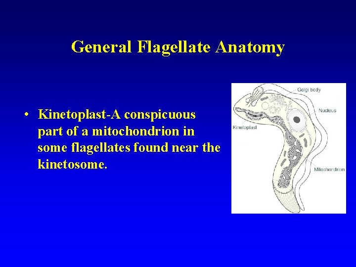 General Flagellate Anatomy • Kinetoplast-A conspicuous part of a mitochondrion in some flagellates found