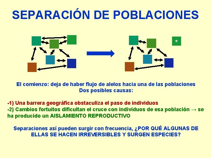 SEPARACIÓN DE POBLACIONES * El comienzo: deja de haber flujo de alelos hacia una