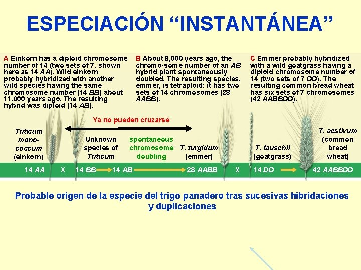 ESPECIACIÓN “INSTANTÁNEA” A Einkorn has a diploid chromosome number of 14 (two sets of