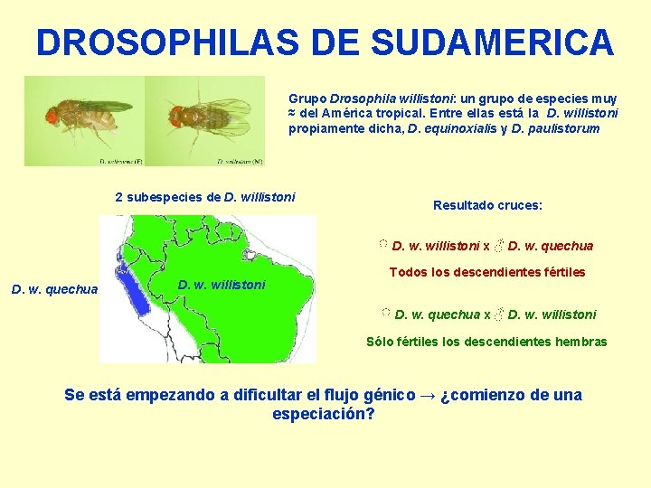 DROSOPHILAS DE SUDAMERICA Grupo Drosophila willistoni: un grupo de especies muy ≈ del América