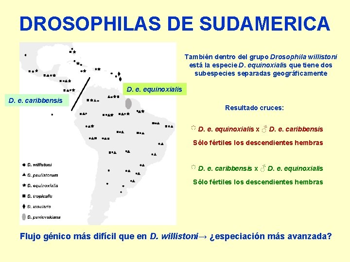 DROSOPHILAS DE SUDAMERICA También dentro del grupo Drosophila willistoni está la especie D. equinoxialis