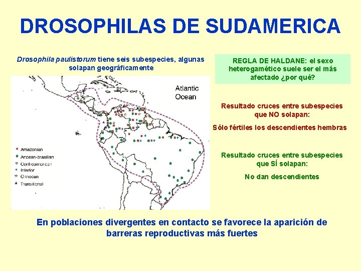 DROSOPHILAS DE SUDAMERICA Drosophila paulistorum tiene seis subespecies, algunas solapan geográficamente REGLA DE HALDANE:
