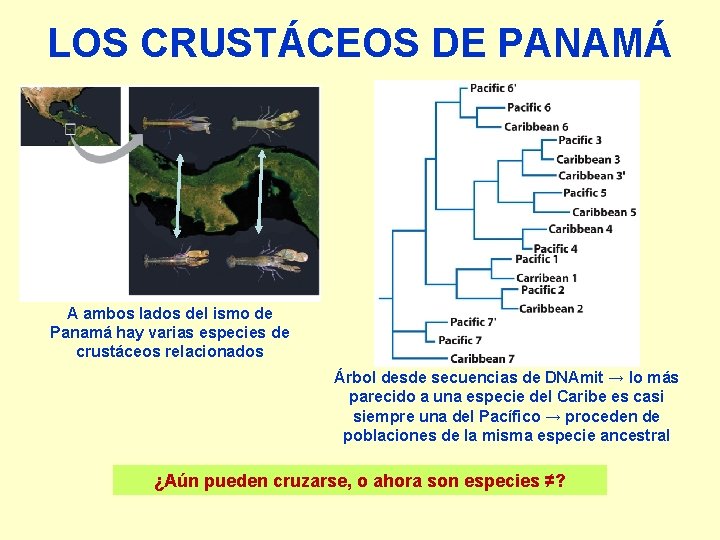 LOS CRUSTÁCEOS DE PANAMÁ A ambos lados del ismo de Panamá hay varias especies