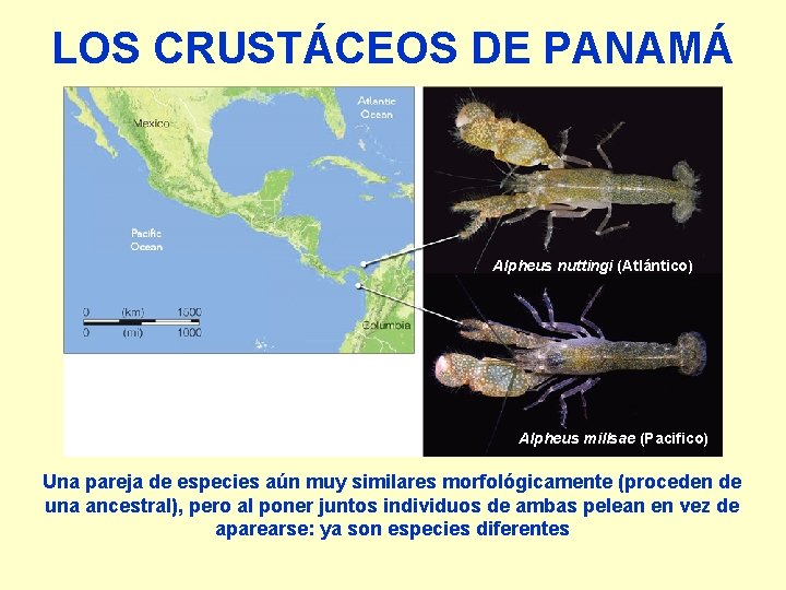 LOS CRUSTÁCEOS DE PANAMÁ Alpheus nuttingi (Atlántico) Alpheus millsae (Pacifico) Una pareja de especies