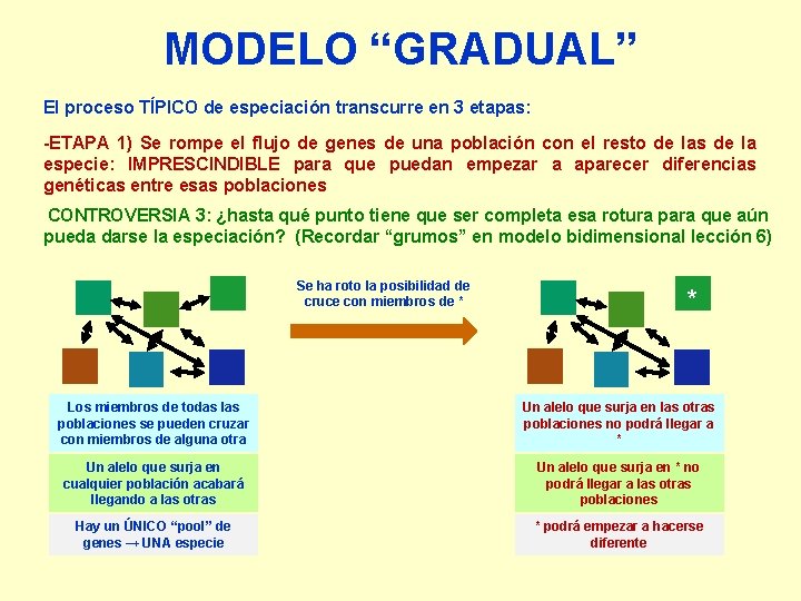 MODELO “GRADUAL” El proceso TÍPICO de especiación transcurre en 3 etapas: -ETAPA 1) Se