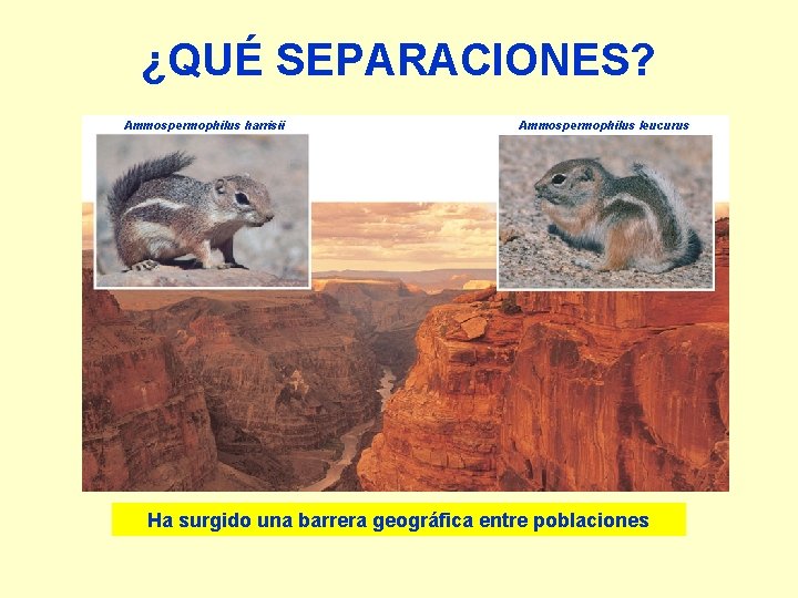 ¿QUÉ SEPARACIONES? Ammospermophilus harrisii Ammospermophilus leucurus Ha surgido una barrera geográfica entre poblaciones 