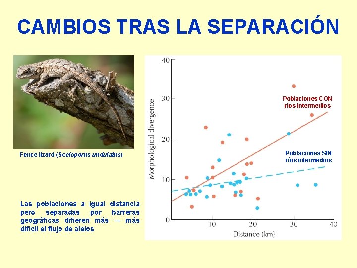 CAMBIOS TRAS LA SEPARACIÓN Poblaciones CON ríos intermedios Fence lizard (Sceloporus undulatus) Las poblaciones