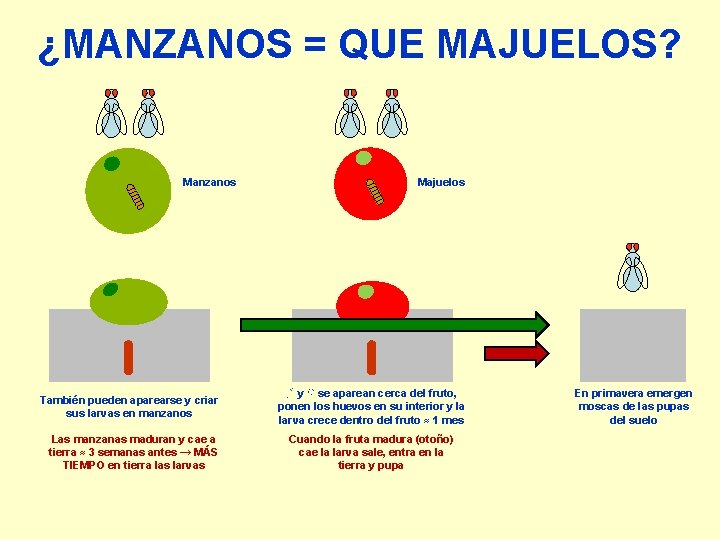 ¿MANZANOS = QUE MAJUELOS? Manzanos También pueden aparearse y criar sus larvas en manzanos