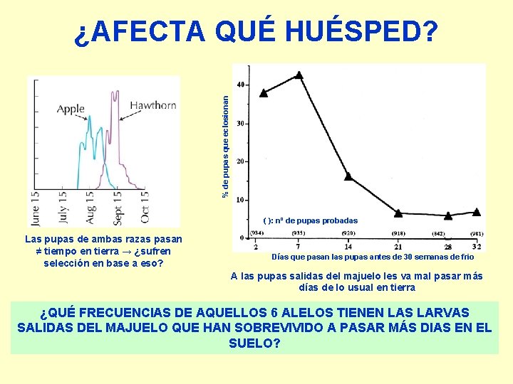 % de pupas que eclosionan ¿AFECTA QUÉ HUÉSPED? ( ): nº de pupas probadas