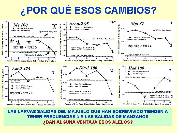 ¿POR QUÉ ESOS CAMBIOS? Típica del majuelo Típica del manzano LAS LARVAS SALIDAS DEL