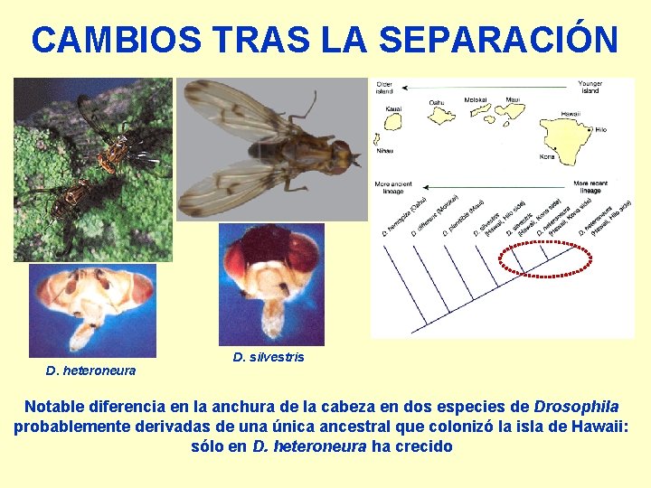 CAMBIOS TRAS LA SEPARACIÓN D. heteroneura D. silvestris Notable diferencia en la anchura de